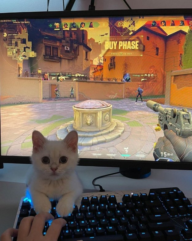 por culpa de este gilipollas acabo de perde la partida