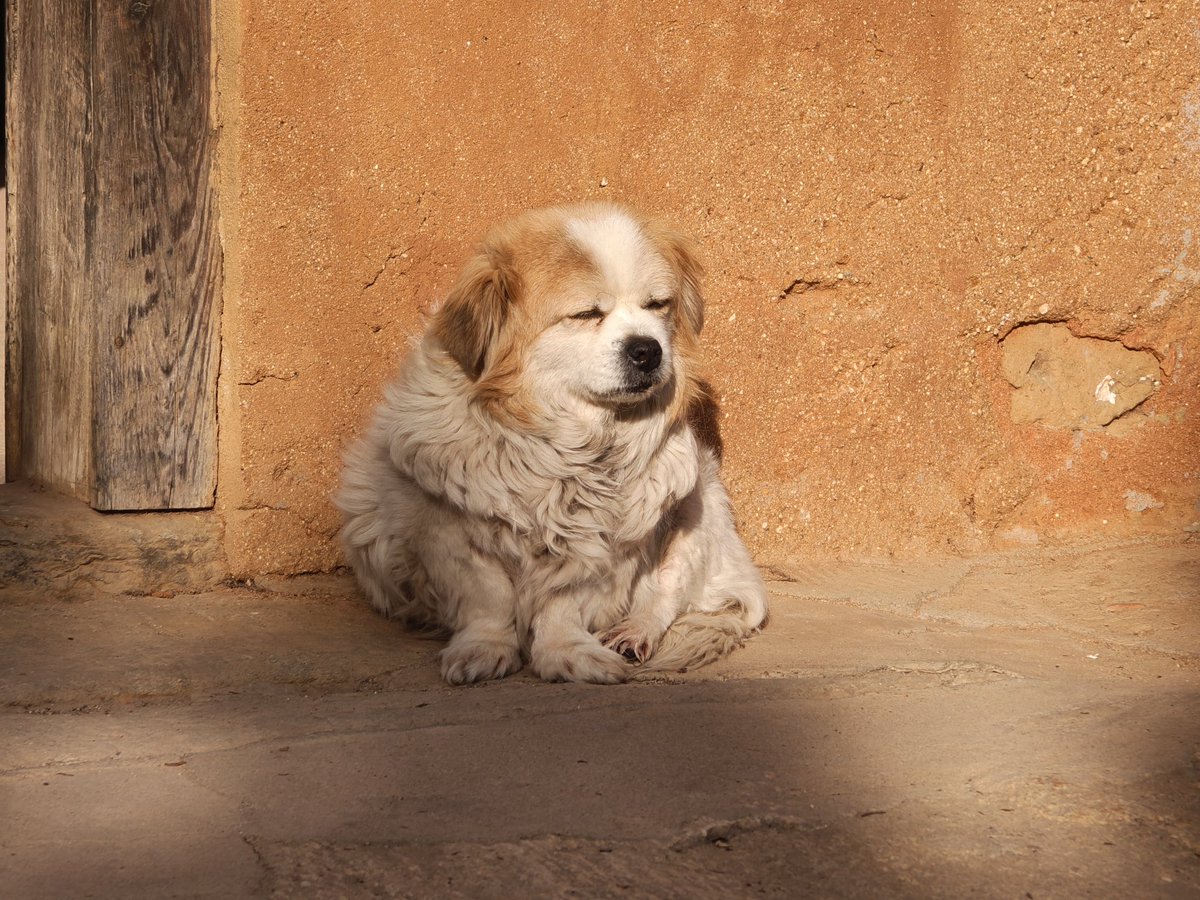 🌈你的布洛芬 tweet media