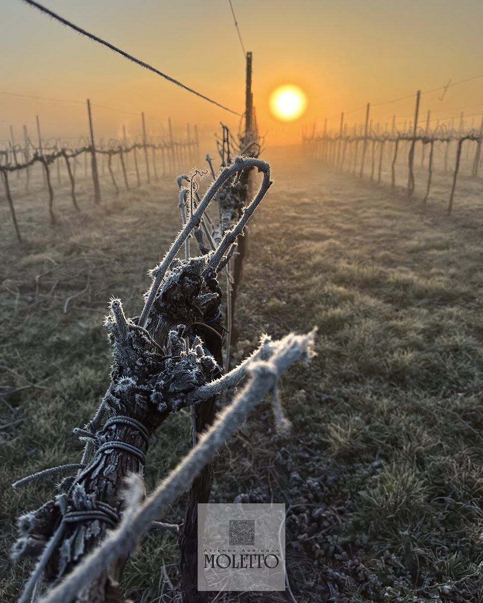 ❄️ Winter sunrise ❄️ Alba 
.
Inverno @ MolettoWinery
.
#vineyard #vineyards #passeggiatanellevigne #walkinthevineyards