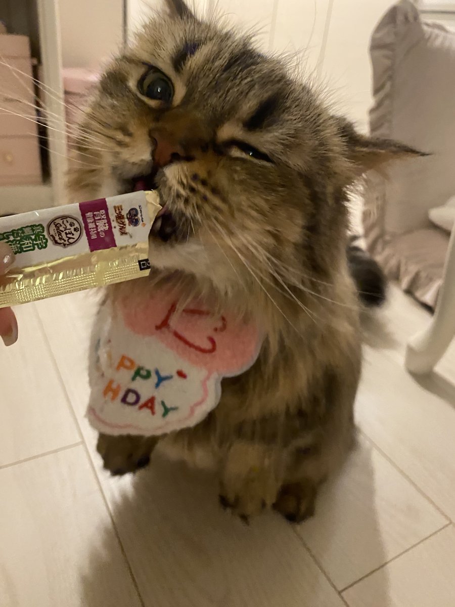 M_thEnd2's tweet photo. 1/9は3歳のお誕生日だったんだにゃ😸🎂
ママはお仕事で一日いなかったけど、帰ってきてから新しいおもちゃで遊んだりちゅーるを食べたりしたんだにゃ〜 https://t.co/tDOecbvmij