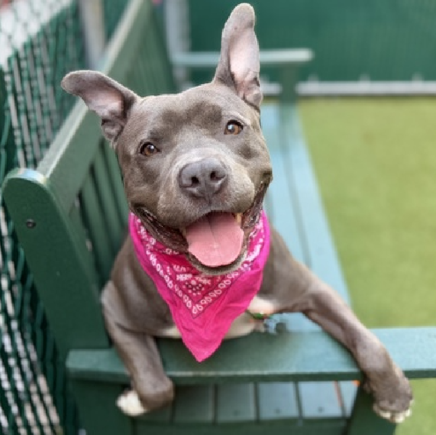 NMBewitched's tweet photo. ๐ขDon't Miss Out
For only $25 you can #Adopt a 40lbs #BoroughBred
Willow would like to know what it will take for you to go get her today?
She has wiggled her way into everyone's heart
At one time she was RescueOnly for being shy๐ฏ
No one at #NYCACC can out dance her
Charming, playful & cute
Mistress of Giggles
136 Days in a Cage๐ฅ
https://t.co/lFtbFslRie
#MakeMeYourValentine