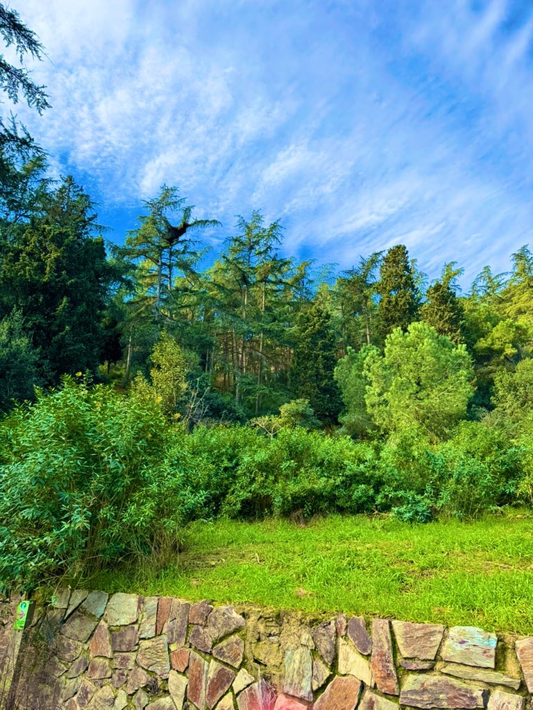 sofialopppez's tweet image. 🌲🌱💚✨