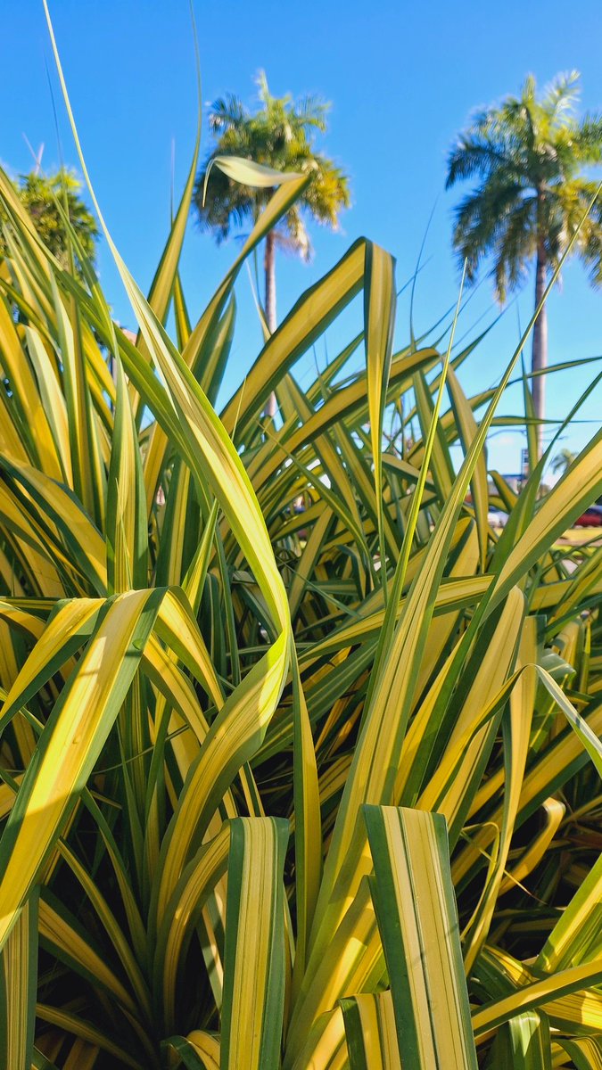 🍃 Carmurris 🐾 tweet media