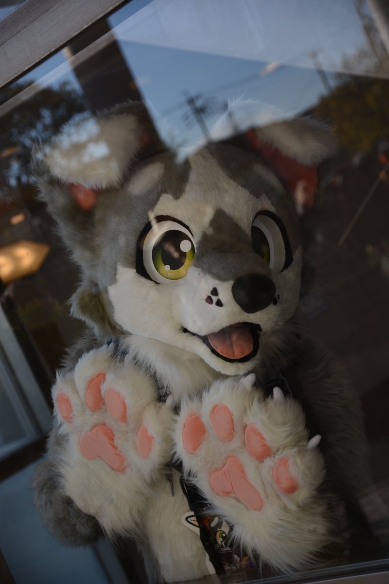 ザック🐶/くぅん (@Zack_6r) / Posts / X