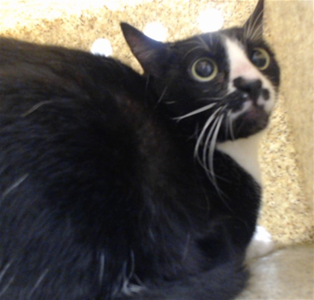 lordi1960's tweet image. facebook.com/photo?fbid=129…
TIKA -- ID# A835433

TEMPERAMENT: RESCUE ONLY; POSSIBLY PREGNANT

I am a female black and white Domestic Shorthair.

The shelter staff think I am about 1 year and 5 months old.

I have been at the shelter since January 08, 2026.

I will be available for