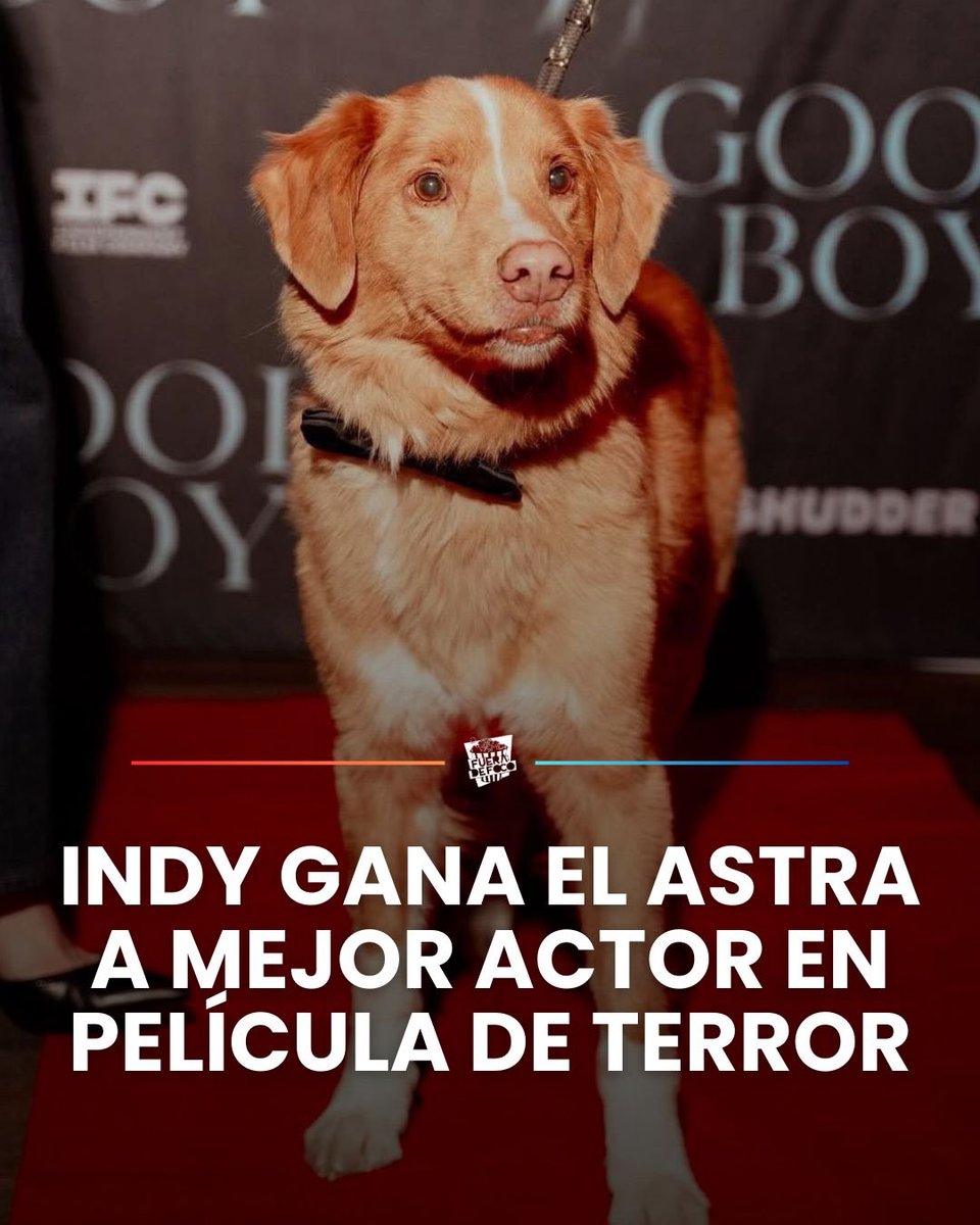 GabyMeza8's tweet image. ¡HISTÓRICO! 🏆 Indy el perro ganó el ASTRA a Mejor Actor en una película de terror por su trabajo en GOOD BOY, es la primera vez en una ceremonia importante que un actor animal gana un reconocimiento de este tipo 🐶