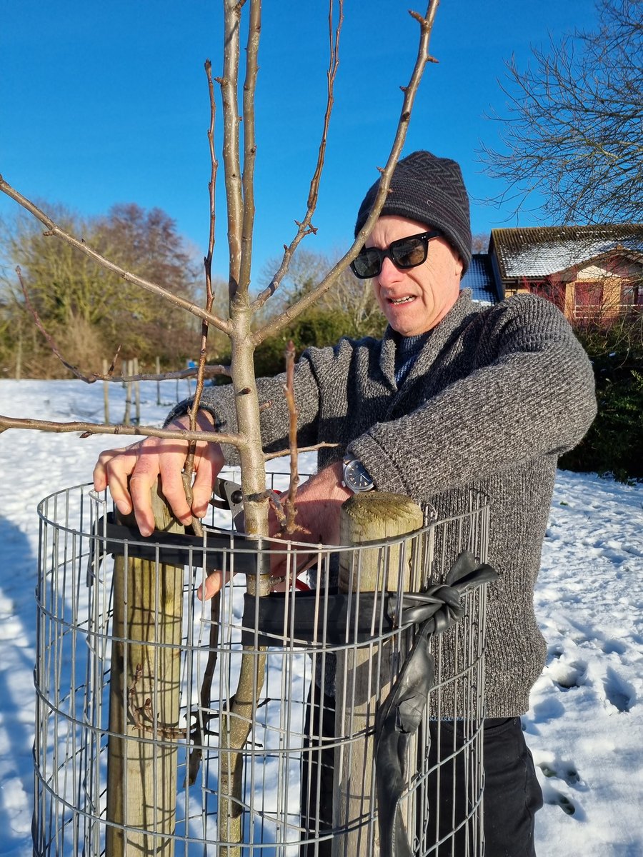 fruitnutvillage's tweet image. No... we're not touring the Arctic! #BroadMeadowOrchard #Stirchley #WinterPruning