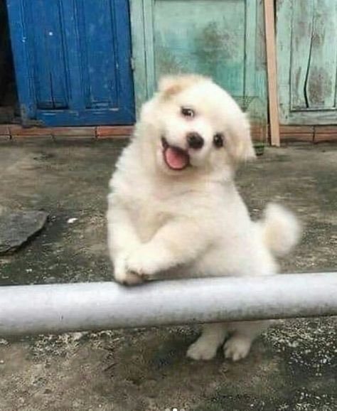 SiliGremlin's tweet image. Life is COOKIES and CREAM !!