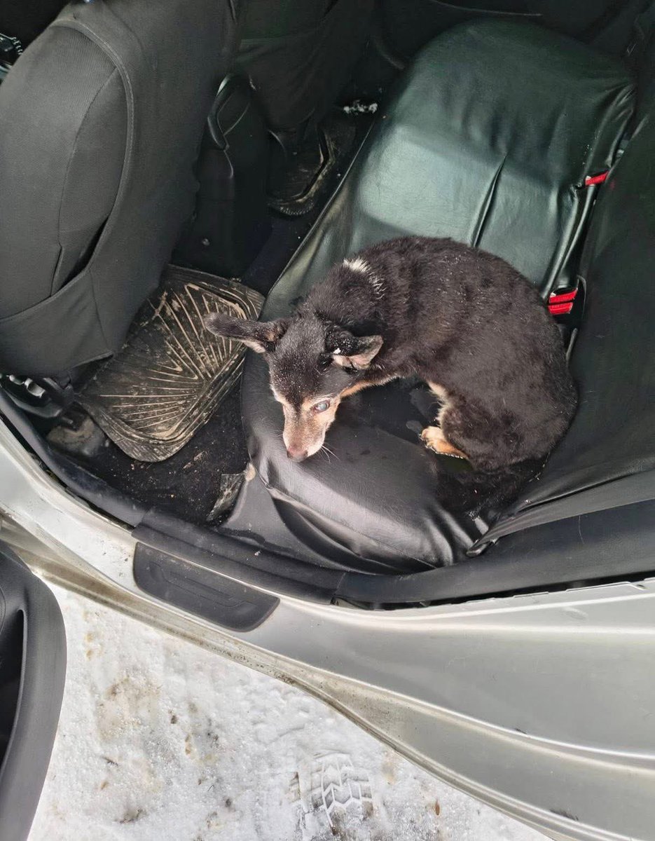 Policjant z Władysławowa 👮‍♂️👮
uratował dzisiaj psa leżącego w starym, betonowym kanale w okolicy parku miejskiego. Kanał był zasypany śniegiem, a w środku leżał wystraszony pies. Częściowo niewidomy, zmarznięty, bez szans, żeby wydostać się sam.

Policjant, gdy tylko zauważył