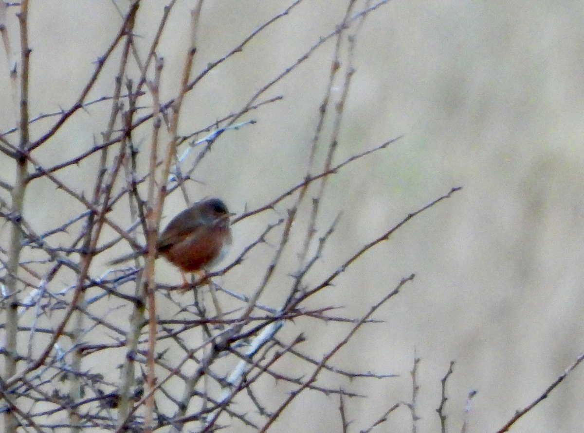 Dartford Warbler still Tewin back fields, Herts at 1550 hrs. #hertsbirds <a href="/RareBirdAlertUK/">RareBirdAlertUK</a>