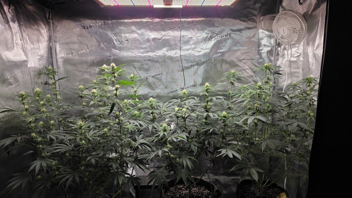 AlienFogMachine's tweet image. The 🫐🫐 tent is looking great. Photos are stacking better than the auto on the far right, but the auto is the nicest I've personally grown. 5-6wks to go I'm estimating. Midflower topdress coming up. Grow your own!