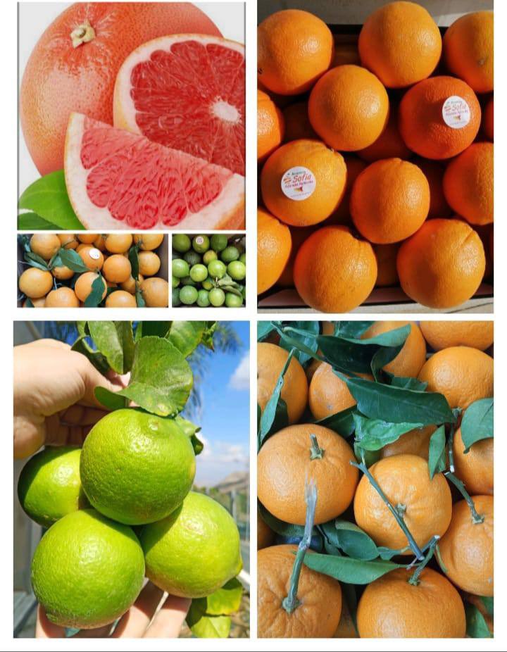dessere88fenice's tweet photo. Sul mio canale comincio tra una notizia e varie, comincio a inserire annunci di agricoltori italiani che si propongono direttamente al consumatore.

Questa è una via, tornare al contatto diretto.

https://t.co/lelYyxnI1y

Questo un esempio 

Si mangia, bene, sano, Italiano

Chiudo dicendo che in questo momento sono in spaccio carni di una azienda agricola italiana 

Il piazzale era full, ho messo l’auto lontano

In meno di anno. 🤝👏💯 abbiamo lavorato bene.

Così si batte tutte le porcherie 🇪🇺