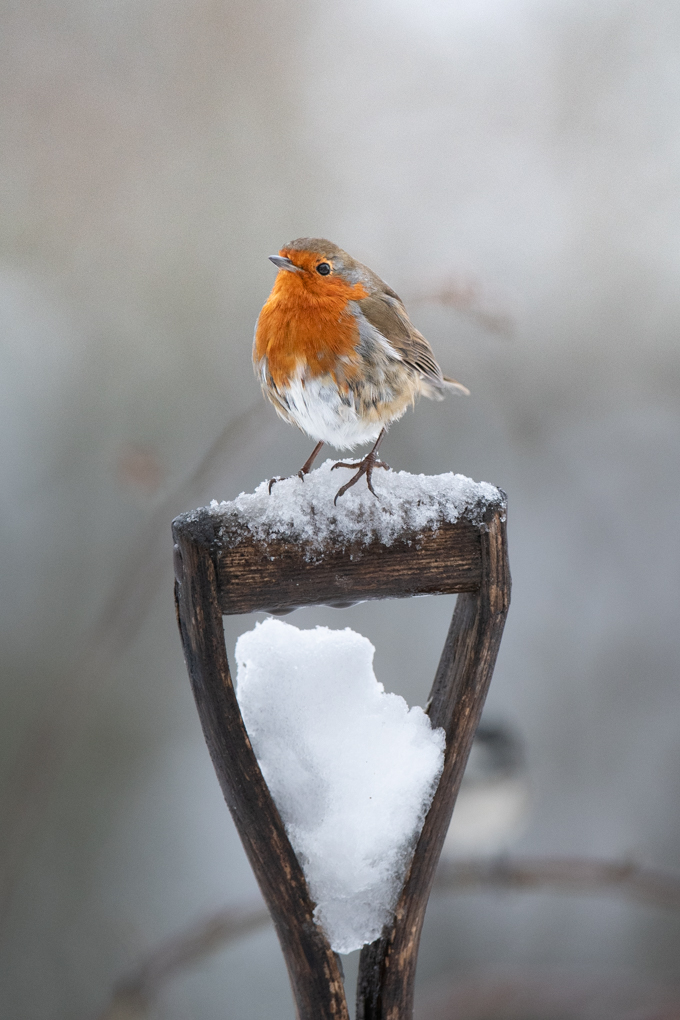 One of the Robin images I took yesterday.