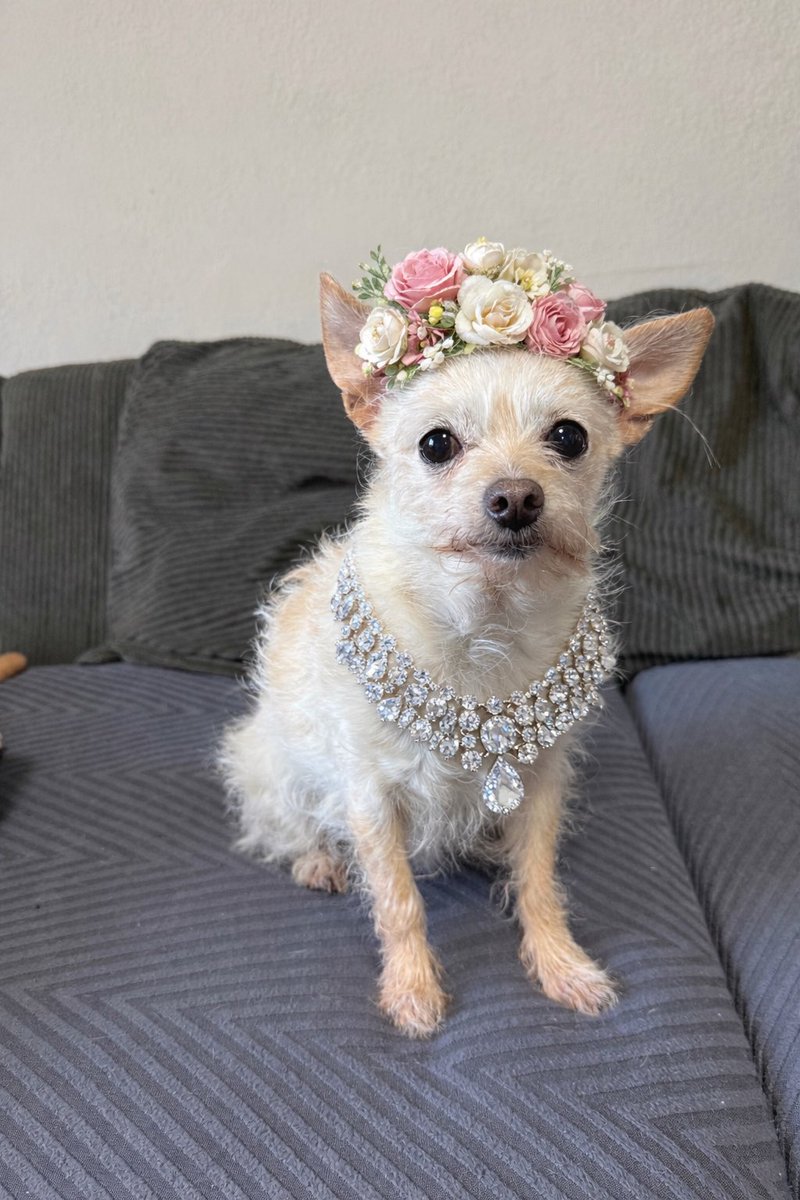 And also Kona’s birthday as well🐶🎂✨please wish her great birthday of 11 yrs old #birthday #seniordog #happybirthday