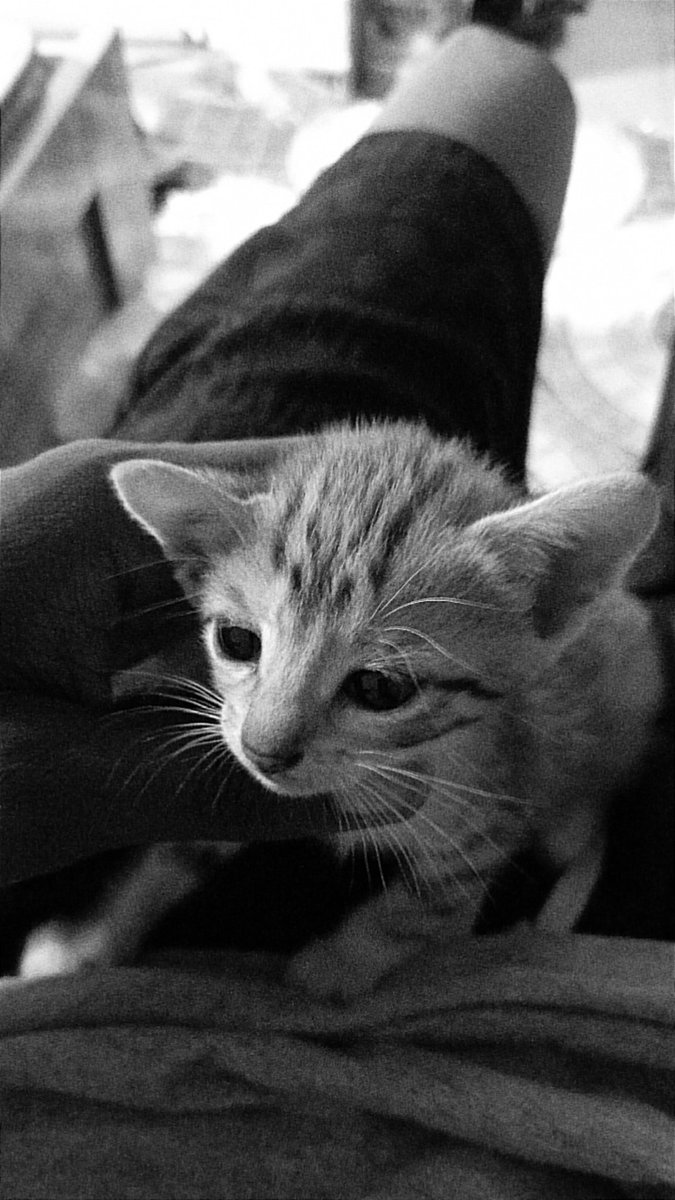 Gideonalpha⚡️ tweet media