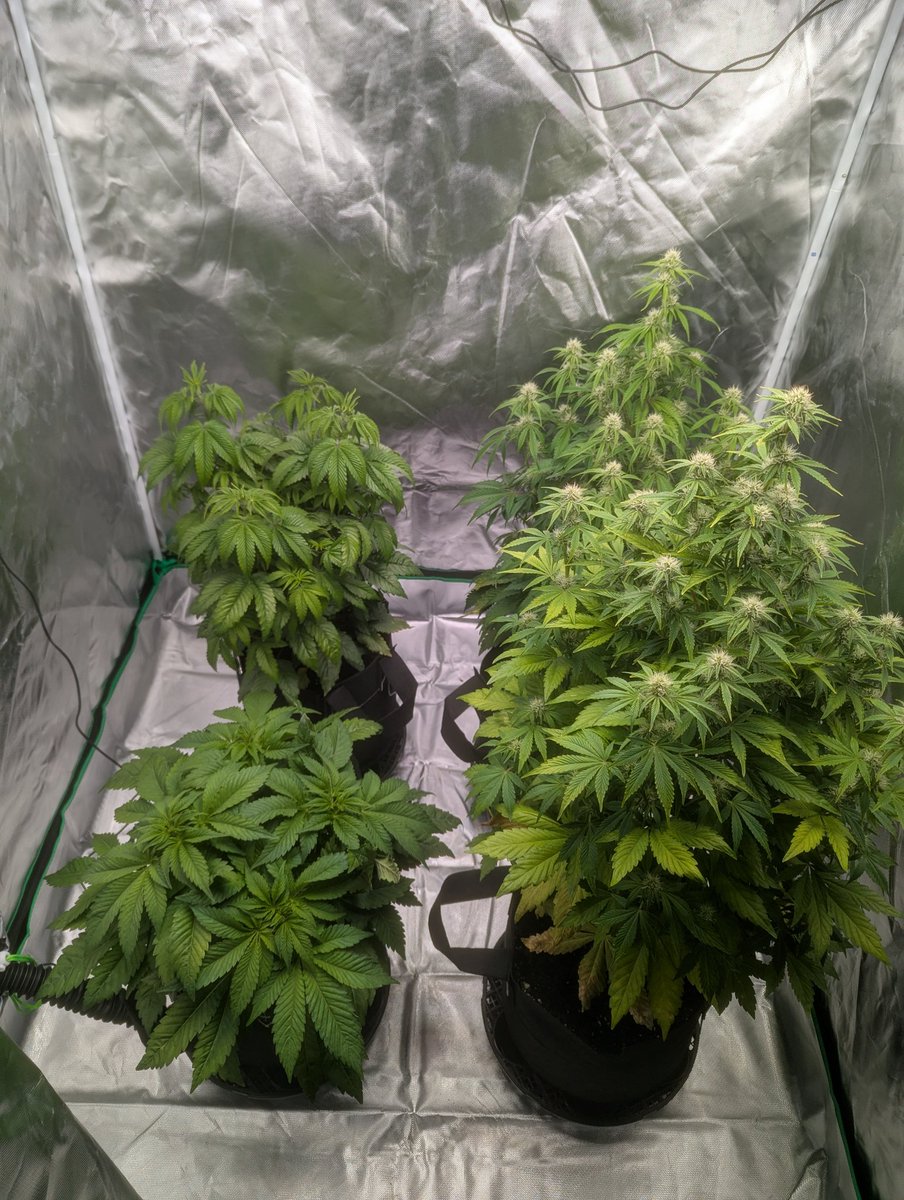 DDLshooting's tweet photo. week 8: Northern lights, purple punch, cherry pie og auto, permanent marker auto https://t.co/FtNCMyIV2x