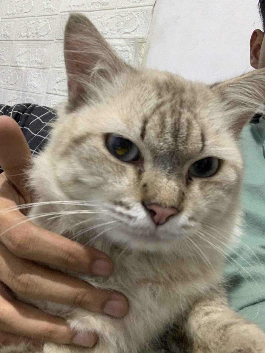 ooraurus's tweet image. tiba tiba nangkring, gemas 🤏