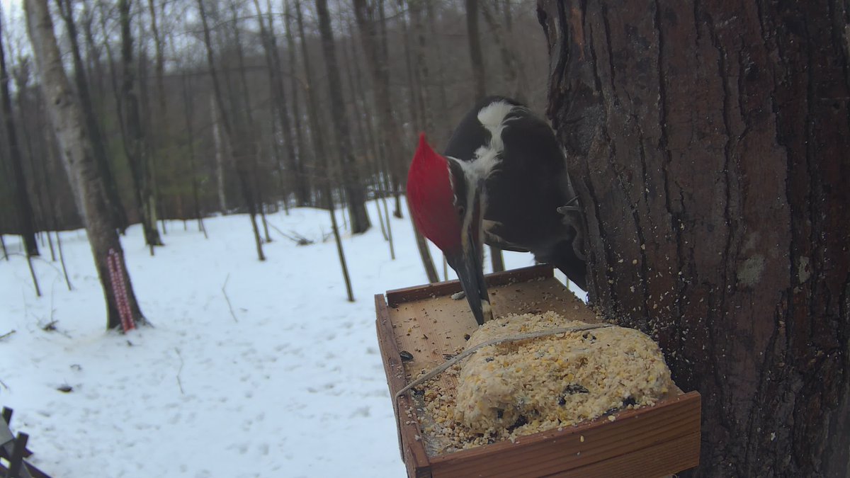 jjsjungle69's tweet photo. Winter magic in Nicolet National Forest! ❄️ 

Live 24/7 streams of snowy McCaslin Brook. 

Spotted - Pileated, Downey &amp; Hairy Woodpecker.

Family-friendly nature live. Watch 👉 https://t.co/RY8QgDTImJ
#WisconsinWildlife #LiveNature #NicoletForest https://t.co/nDnSe92v76