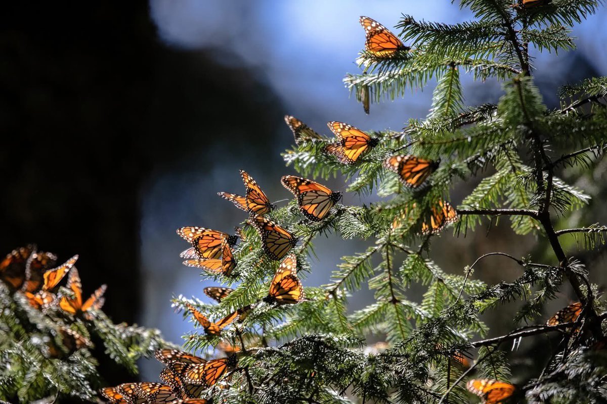 Recibir a la Mariposa Monarca es prueba de la riqueza de nuestro estado. Vengan a vivir la magia de nuestros santuarios, un espectáculo natural que nos llena de orgullo y pone en alto el nombre de nuestra tierra. ¡Los esperamos! 🌲🧡
