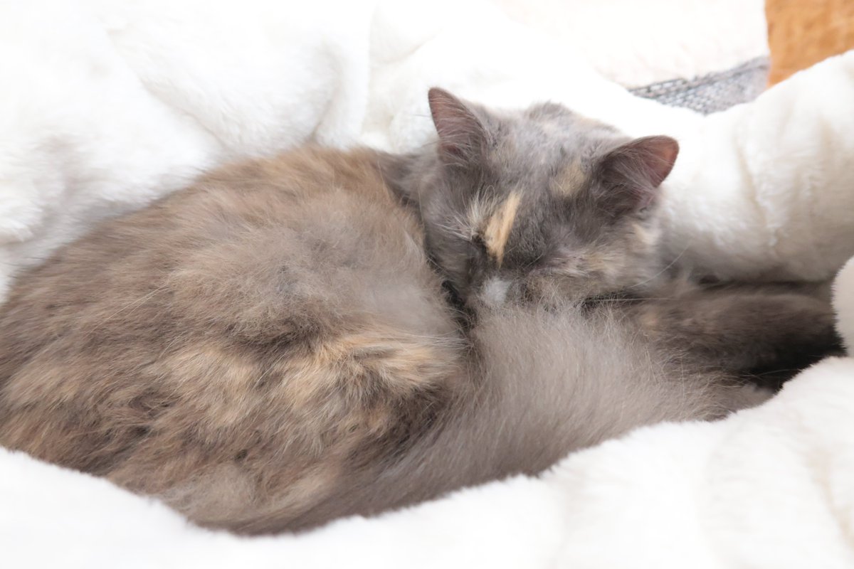 おやすみしていたジャスミンちゃん。オヤツに起きてきたけど終わったら