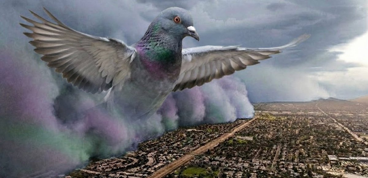The Pigeon tweet media