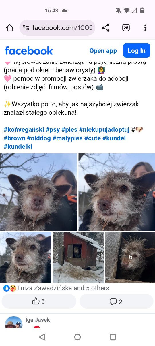 Paulusjaki's tweet image. Starszy piesek potrzebuje domu na cito🙏🙏🙏🙏💔💔💔💔💔🆘🆘🆘🆘