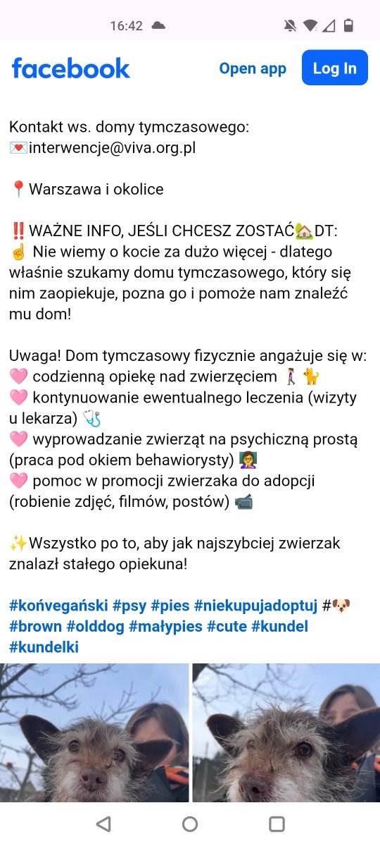 Paulusjaki's tweet image. Starszy piesek potrzebuje domu na cito🙏🙏🙏🙏💔💔💔💔💔🆘🆘🆘🆘