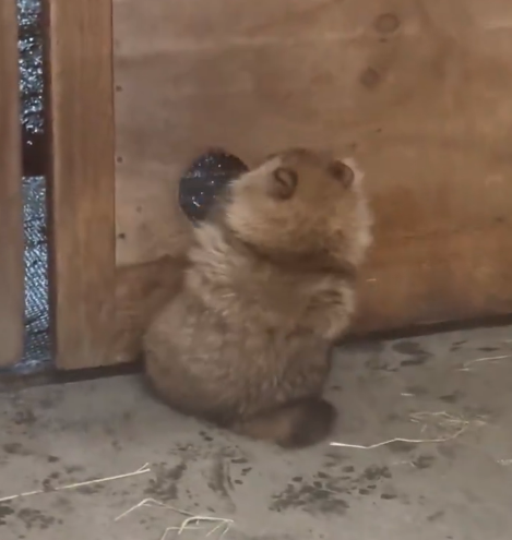 何故それでいけると思ったんやwww🤣