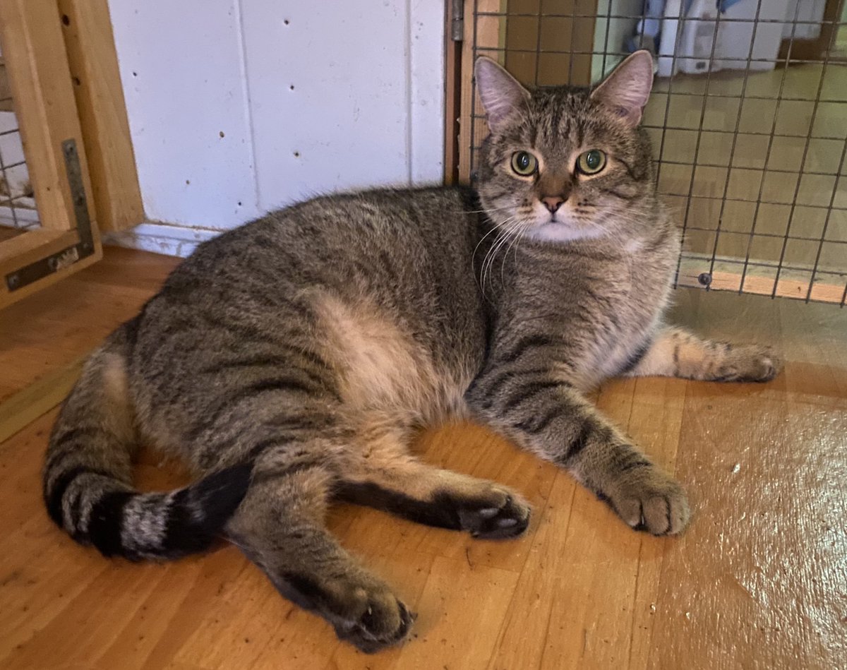 sonnyikisel's tweet image. Пропустила несколько хуков от этого милого пончика. 
Заберите Бублика домой, коту жизненно необходимо иногда бить людей, потому что не твое собачье дело почему.