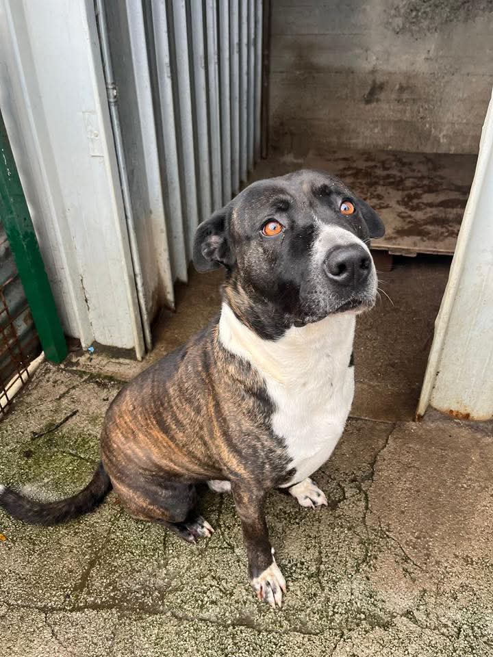 Ricevo e riposto. Fa freddo, le sue zampette sono sempre bagnate, il box è la sua casa da 6 anni. 1000 appelli,mai una richiesta,Per favore fate il miracolo e adottatelo. Olaf
6 anni, tg media,buonissimo
Per adozione si sposta 
prov di Salerno  info su whatsapp 3402608920😓