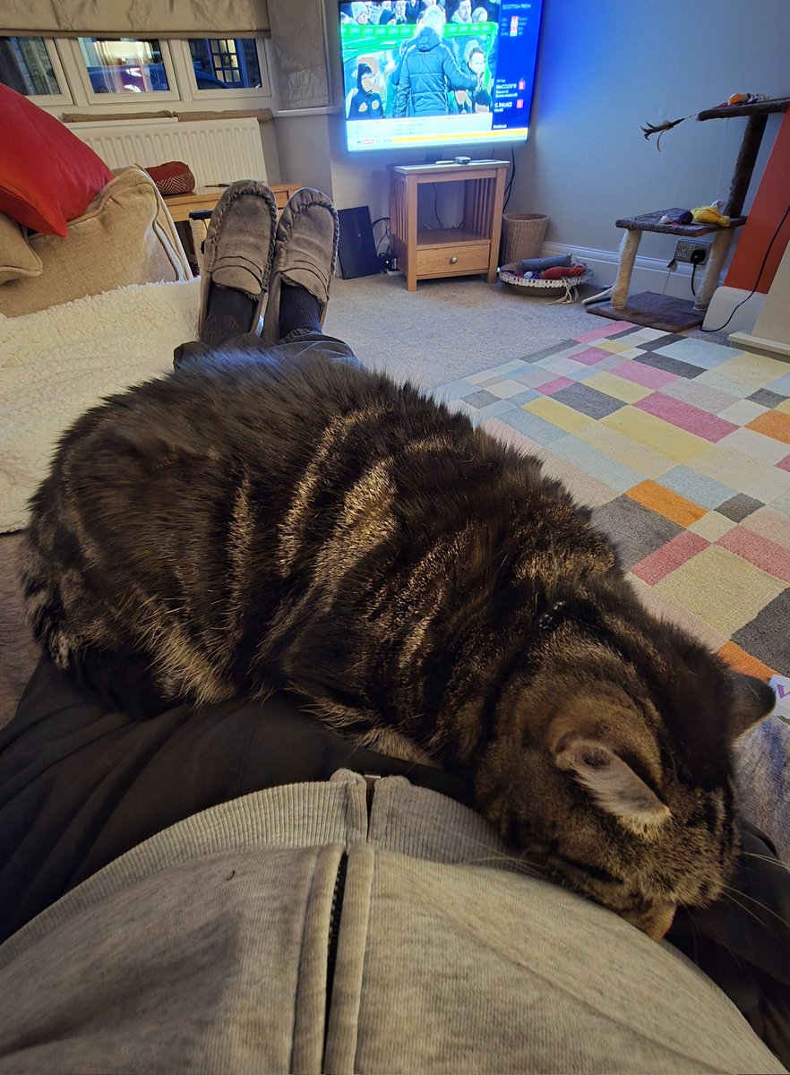 It's furry hard work helping Dadmin watch the footy scores on a #Caturday afpurrnoon 💤💤💤 #Betty #CatsOfX #CatsOfTwitter