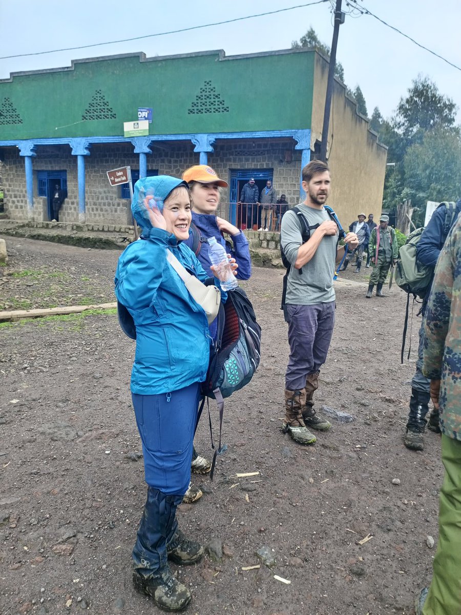 4 Days #gorillatrekkingrwanda and #goldenmonkeytrackingrwanda with #bestgorillatrekkingcompany in #volcanoesnationalpark Rwanda WhatsApp: +256774161700 , EMail: info@katonatours.com , jaquka@yahoo.com , katonatours.com #buyrwandagorillapermit bookrwandagorillapermit