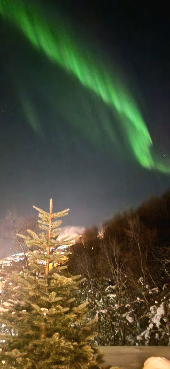 NorthernFrom's tweet image. Соседи со второго этажа уже ёлку выбросили прям нм на газон. 😁