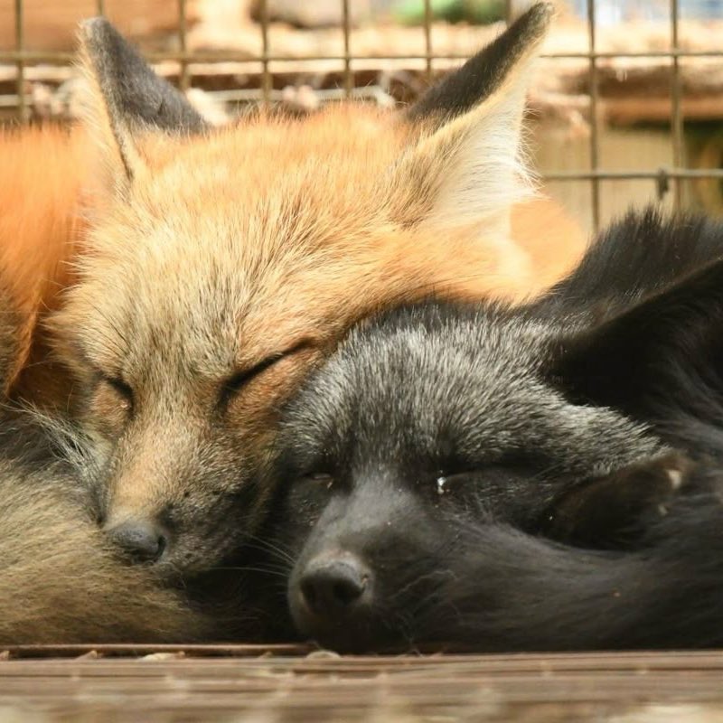 leeknowria's tweet image. my arirang ☹️☹️