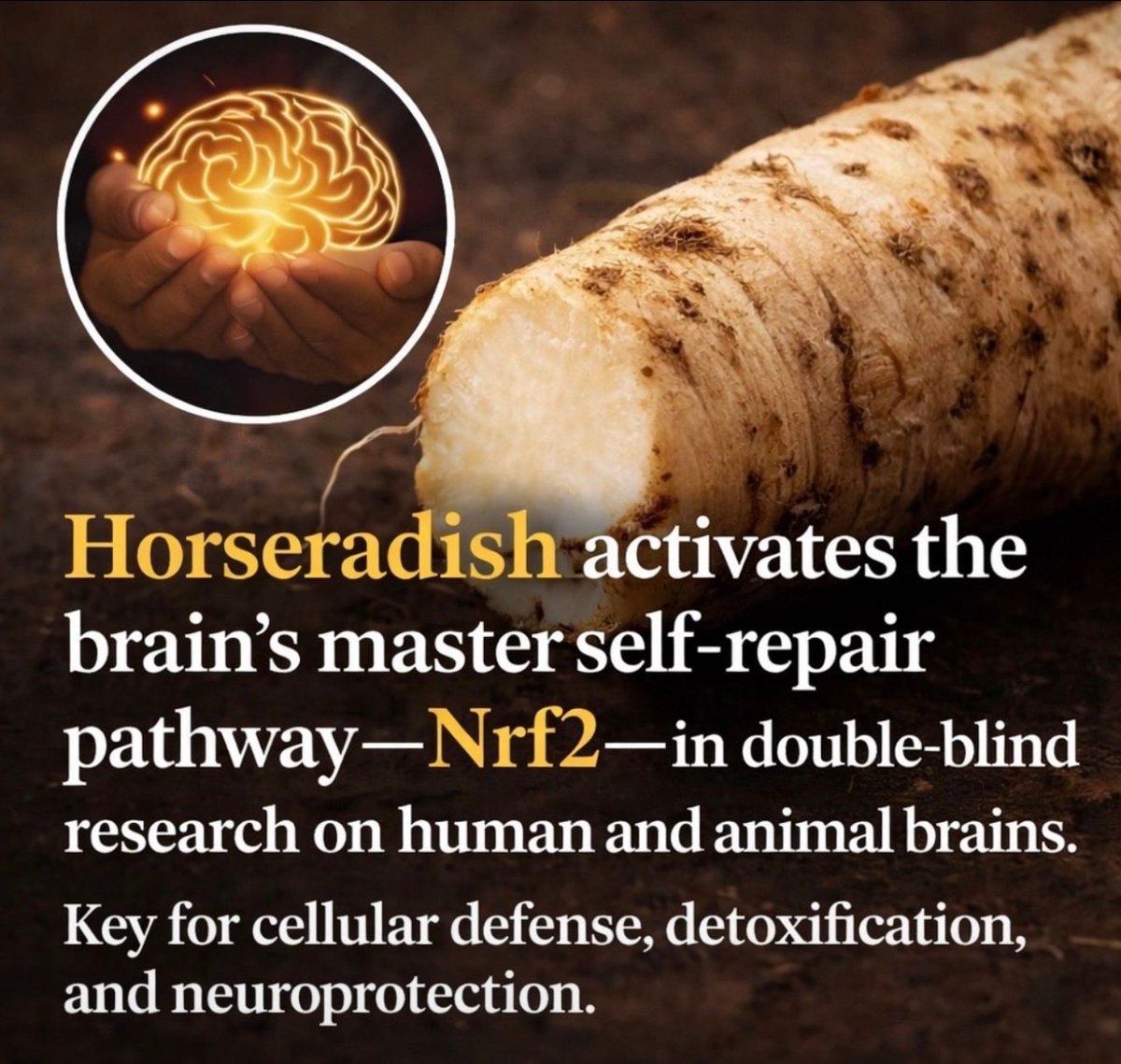 SteveCrow2020's tweet image. Horseradish restores coherence not by stimulating the brain but by clearing what impairs it. Most leaders try to build when they actually need to remove first. True transformation starts with clearing, not adding. That’s the work I do.

#leadership #stevecrow