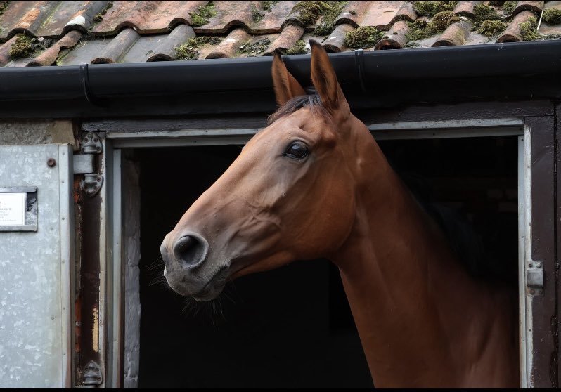Devastated by the loss of Kalif du Berlais today. He was a beautiful horse who had already brought so much joy to his owners and our team, crowned by a brilliant victory at Aintree last year. He showed such immense talent and promise, with a bright future ahead of him and we were