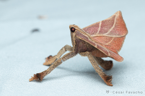 MothHeaven_'s tweet photo. The pachypodistes goeldii, a moth that is apart of a subfamily of moths that only have four legs, a very rare evolution in the lepidoptera world

They are a insanely uncommon, records show that they appear mainly in brazil but not much is known about them https://t.co/HOhzQ0Nskk