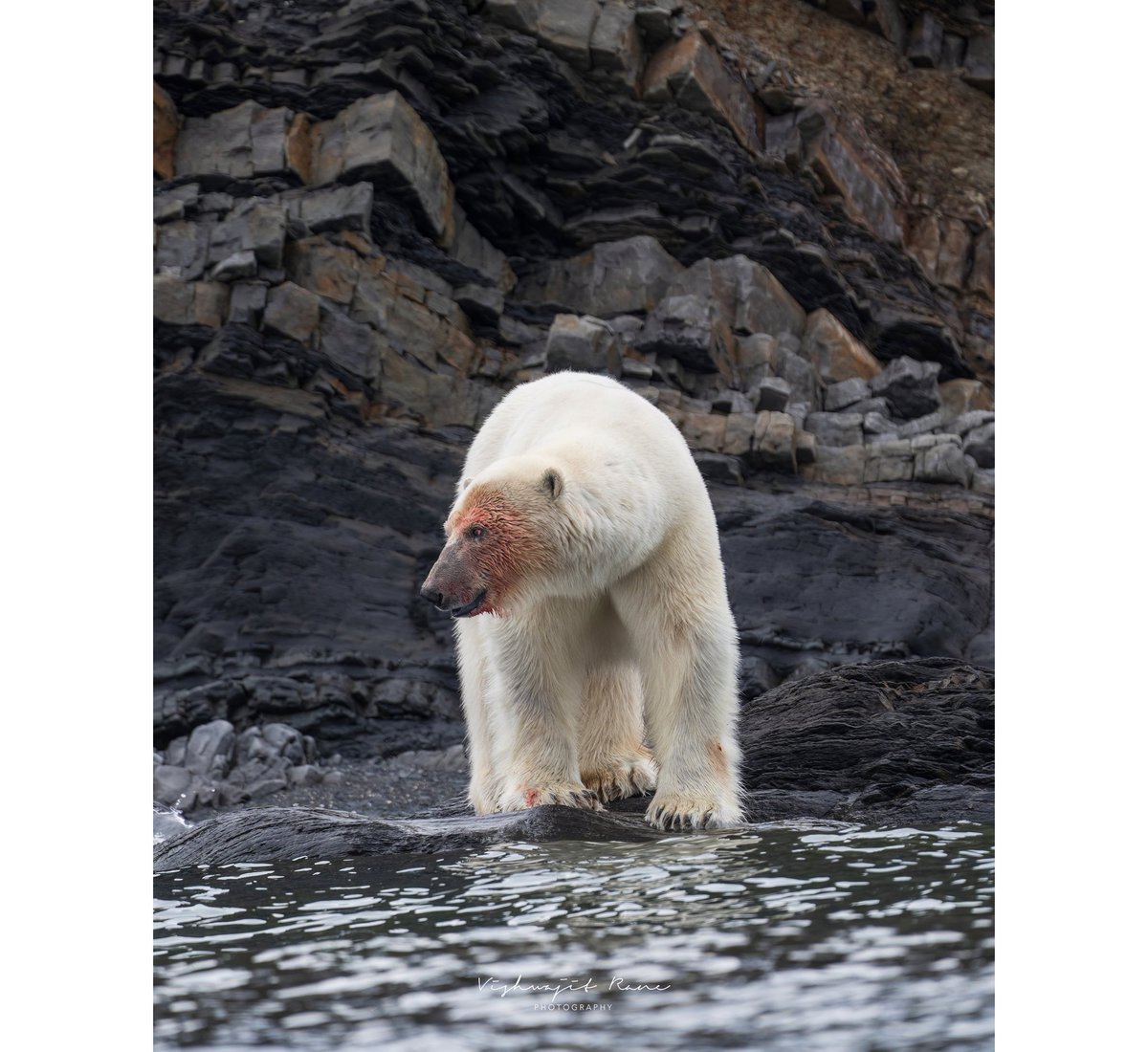 A solitary monarch of the Arctic, shaped by stone, sea, and the uncompromising laws of survival.