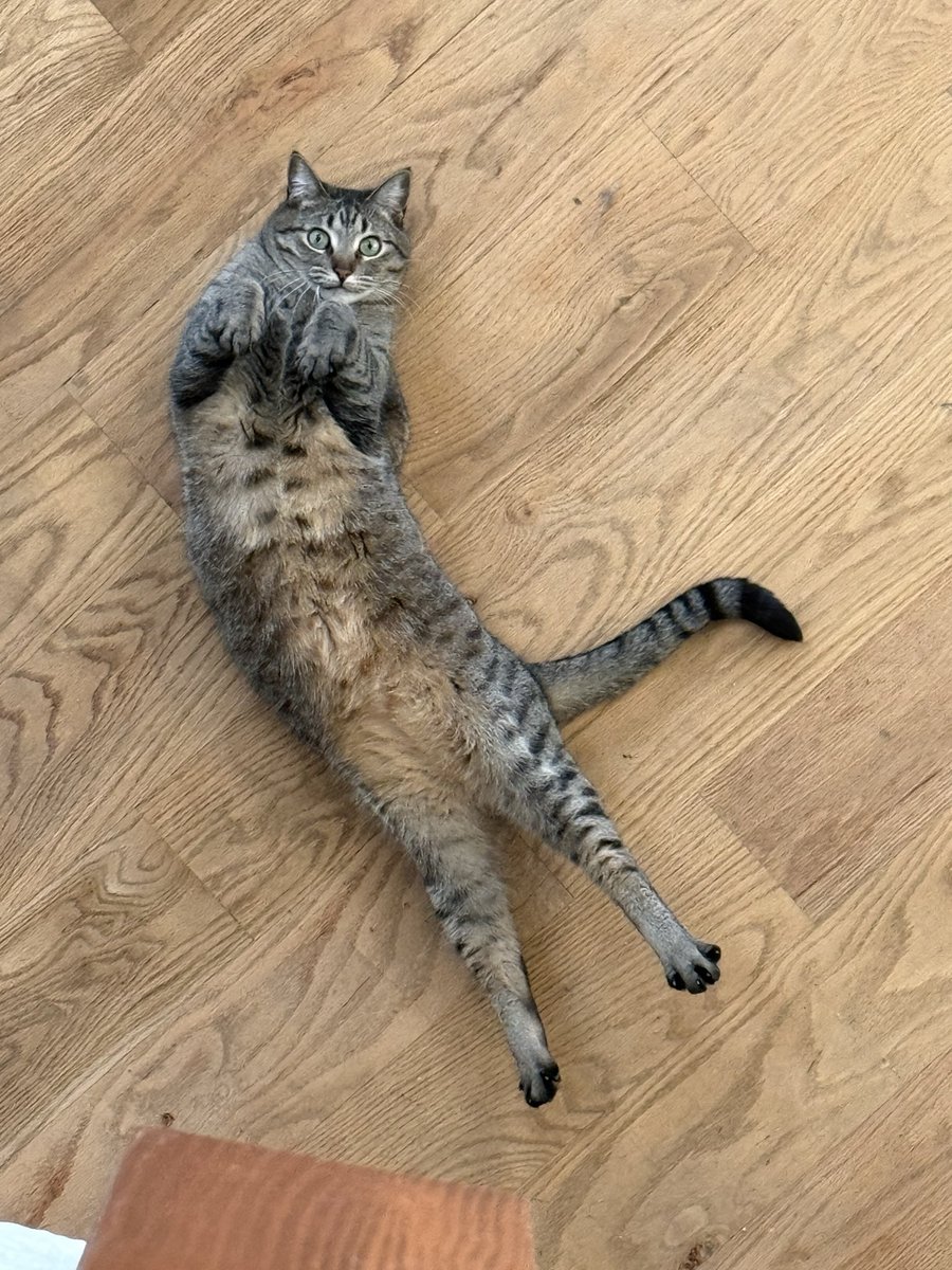 sprootstoots's tweet image. The creature that lives in my house