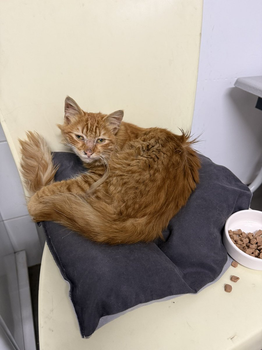 çok hasta yavrum desteğe çok ihtiyacım var lütfen beni yanlız bırakmayın