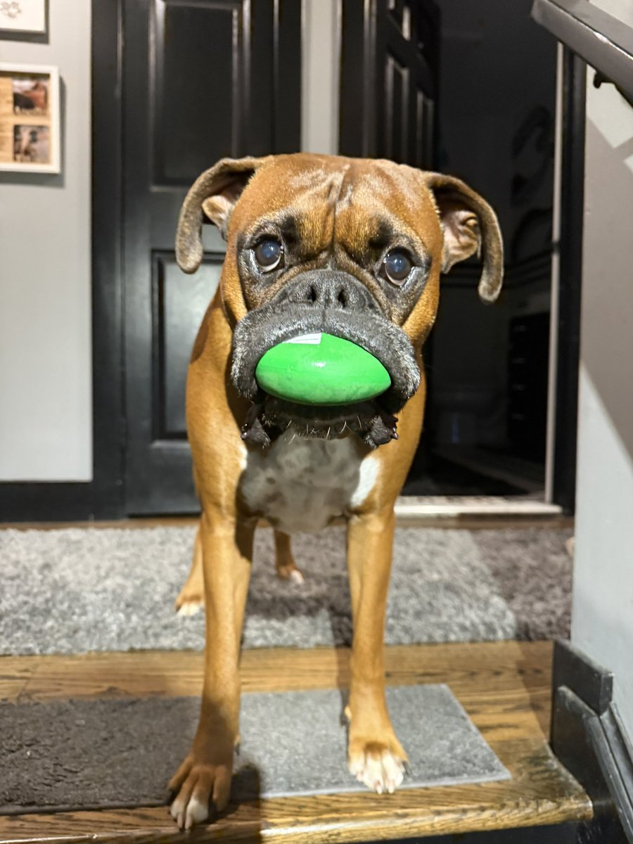 Can we play fetch in the hall??  

#boxerpuppy #boxerdogs #boxerlife 
#boxerlovers #boxersrock #boxersoftwitter #boxerdogsoftwitter #dogsoftwitter #dogsofx