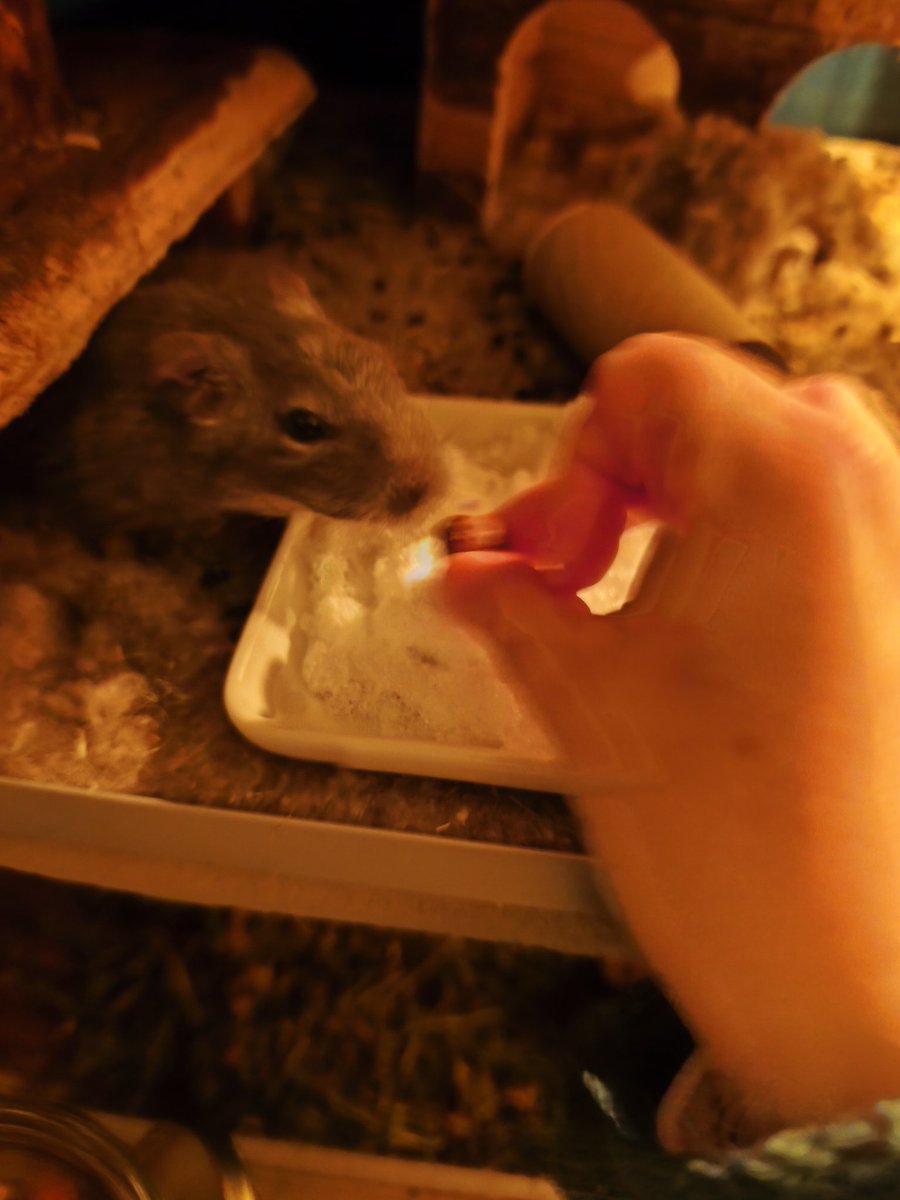 Die degus haben heute Schnee bekommen 😱
Sie waren doch eher skeptisch aber ne Nuss kann kann man auch mit Schnee essen.
