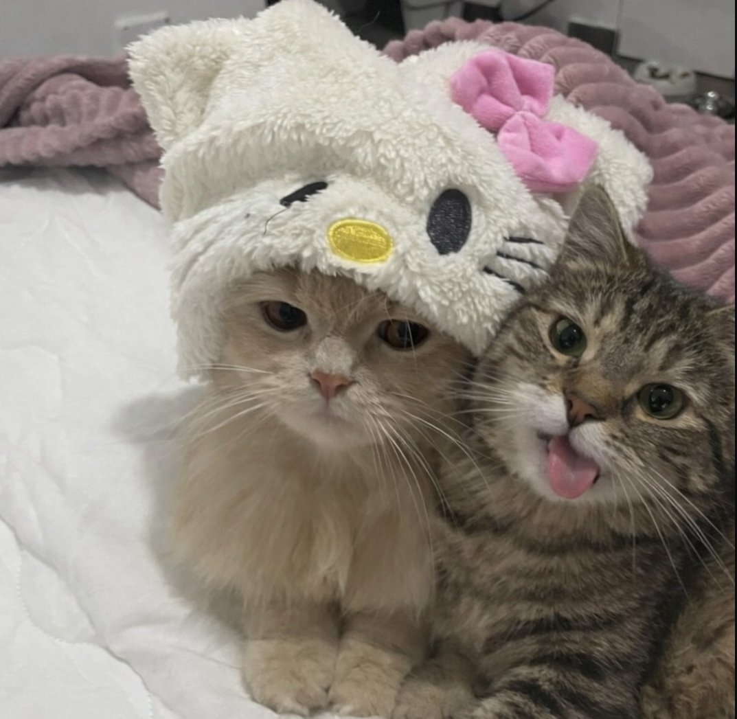 cats.jpg (@catsdotjpg) on Twitter photo 