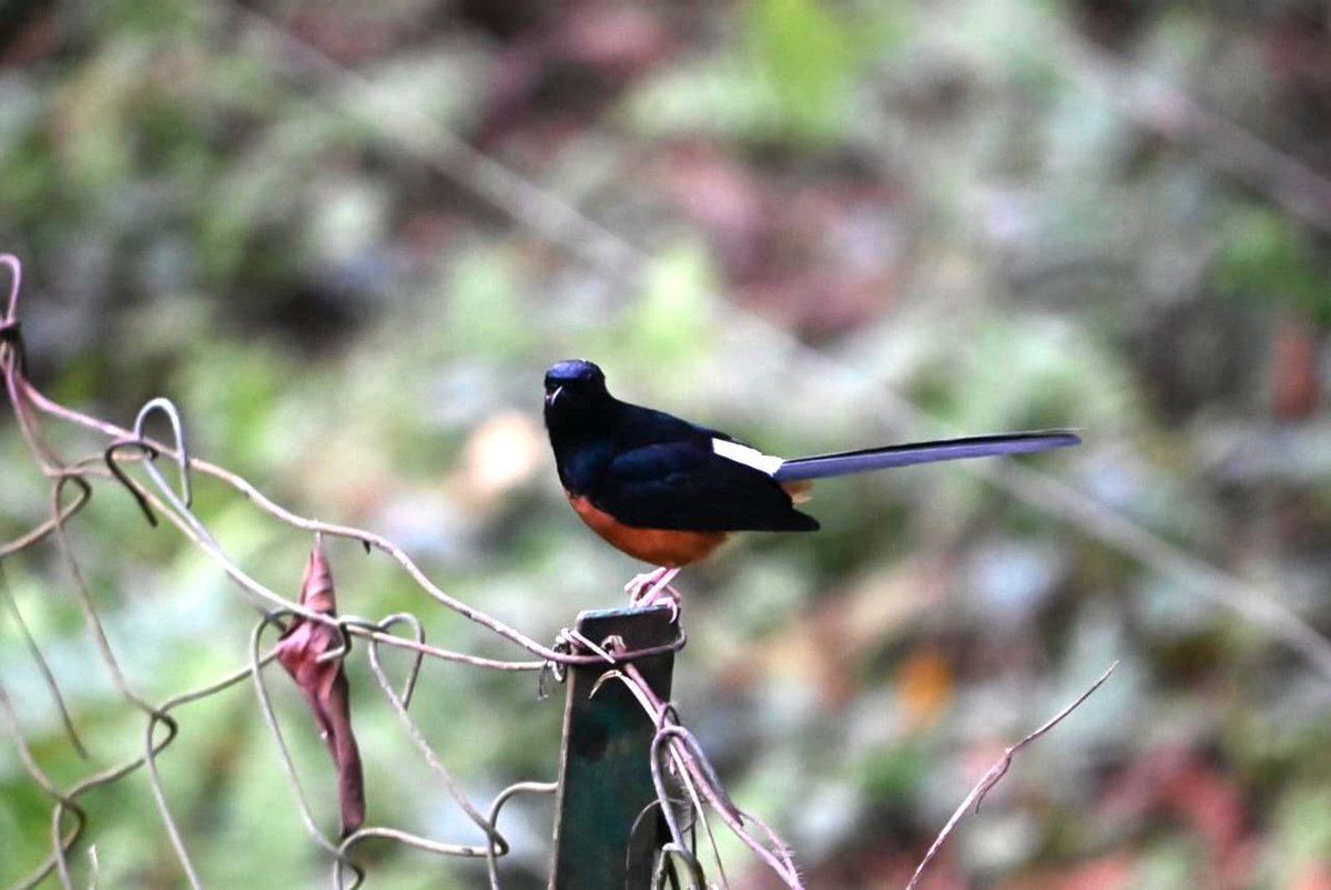 SriroopaD99's tweet photo. White-rumped shama 

Peacock (Indian Peafowl)

(Dooars-Medla forest range) https://t.co/XKJFehp8dE
