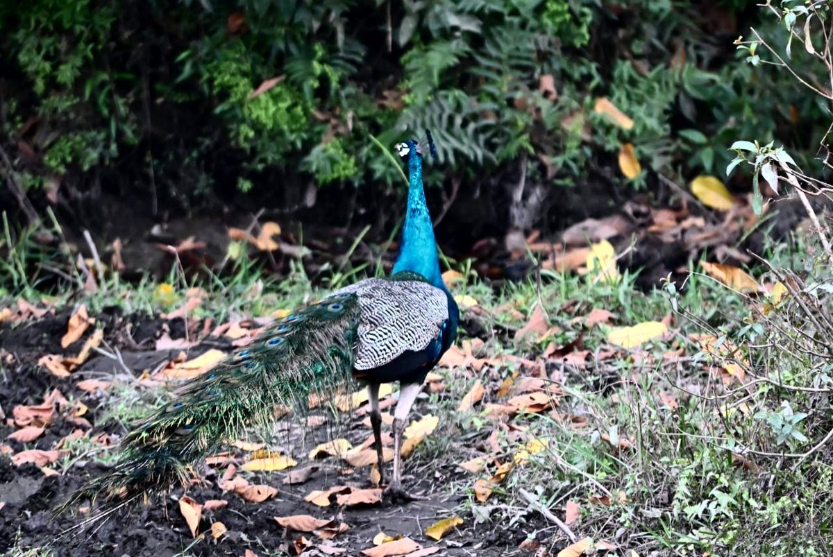 SriroopaD99's tweet photo. White-rumped shama 

Peacock (Indian Peafowl)

(Dooars-Medla forest range) https://t.co/XKJFehp8dE