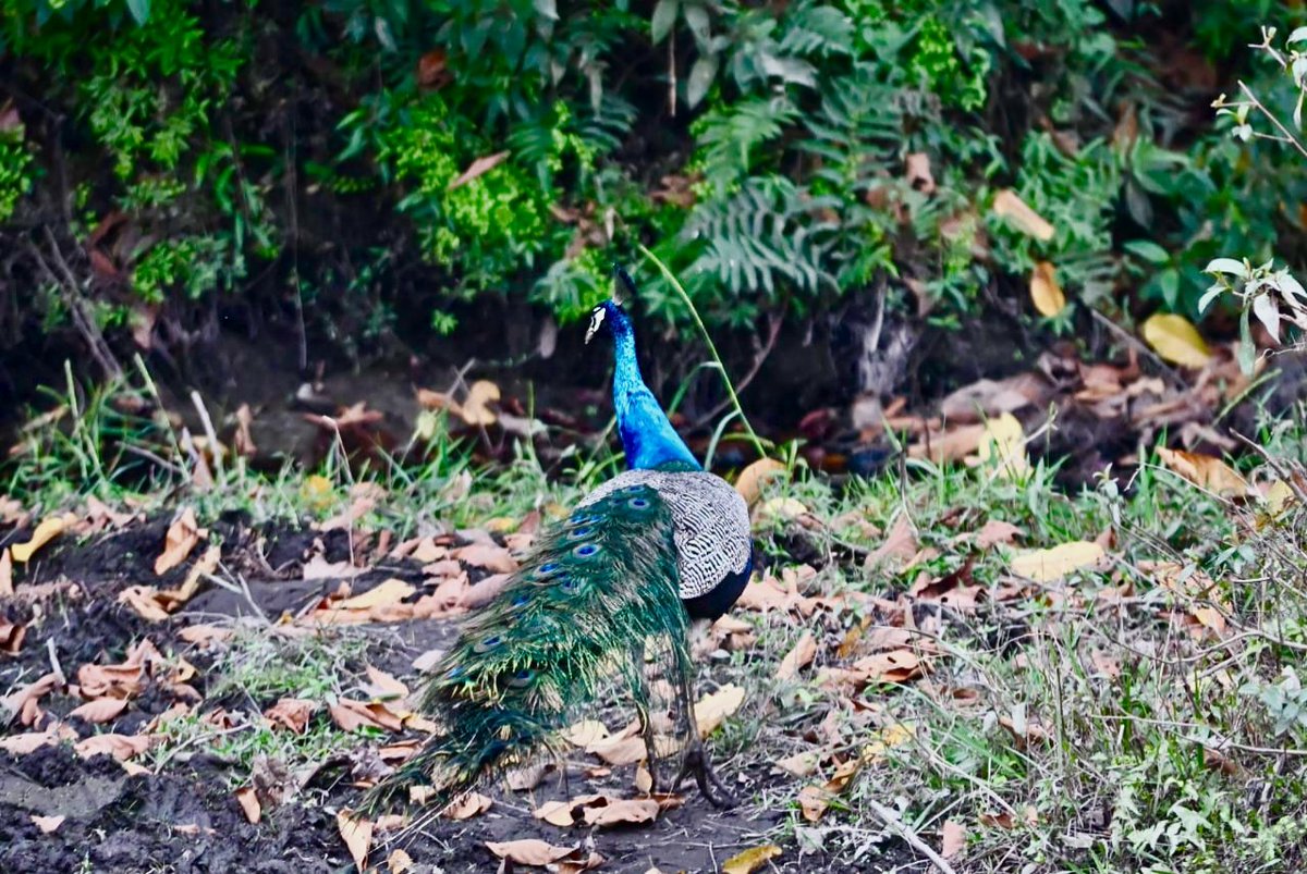 SriroopaD99's tweet photo. White-rumped shama 

Peacock (Indian Peafowl)

(Dooars-Medla forest range) https://t.co/XKJFehp8dE
