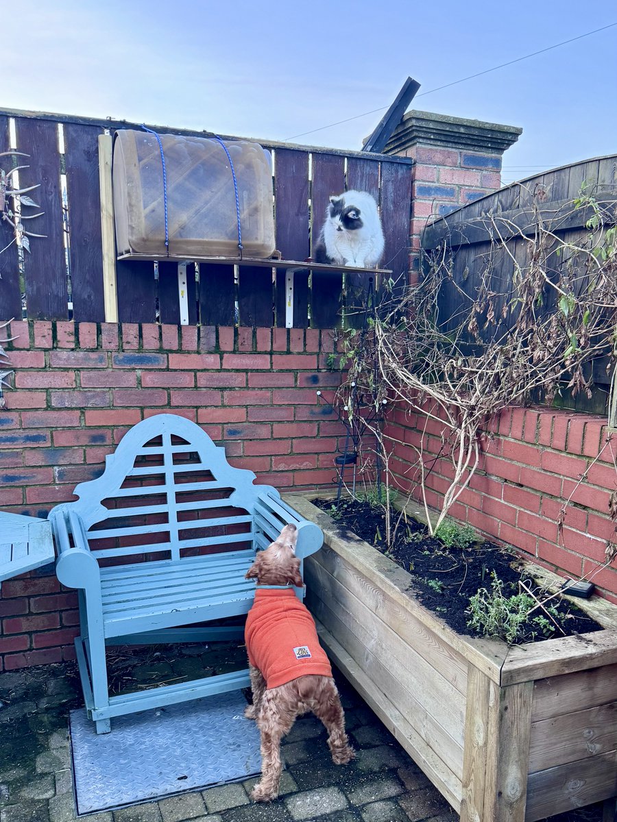 SpanielsSuper's tweet image. Are you going to come in Martha? It’s very cold 🥶 

Fires on &amp;amp; it’s ever so cosy 🥵🔥

Go on Martha #WereWorriedAboutYou 

#PleaseMartha 

#MoveInMartha