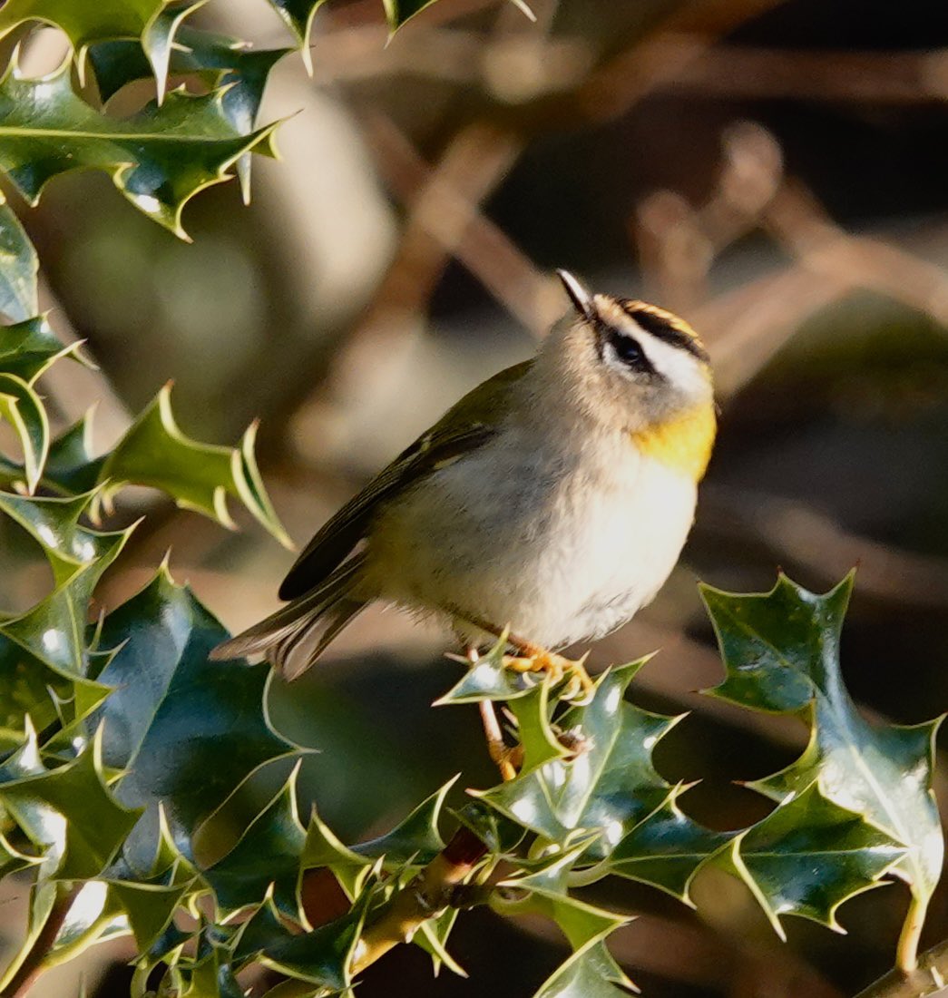 I never tire of finding Firecrests, found two just down the lane  from home this afternoon. Maybe the same ones that were in my garden  two days ago 🤔
