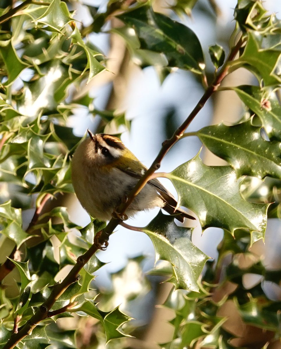 lyn lambert💙💛🇺🇦 tweet media