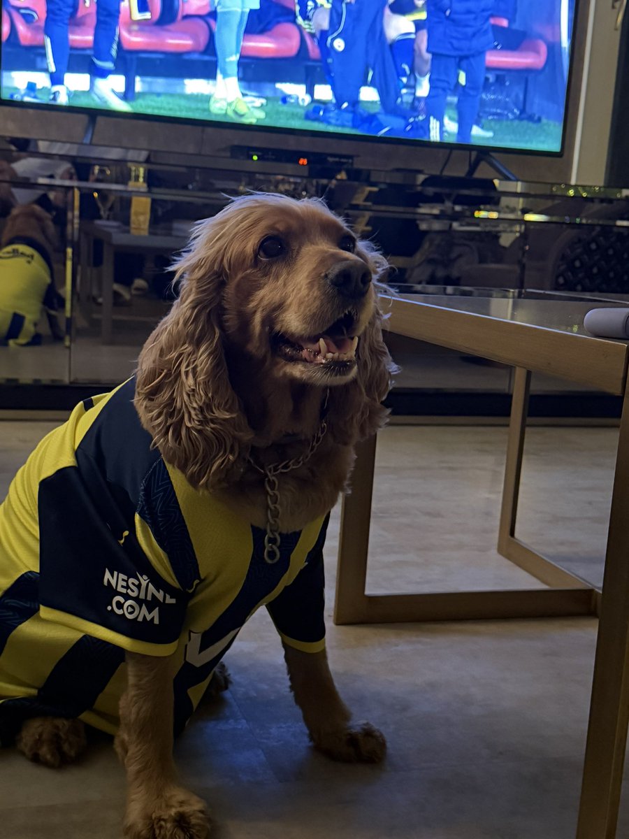 Düşünsene…
Cumartesi gecesi,konserin yok…
Çocuklarınla kupa maçı seyredip biralıyorsun 😂
BİZ FENERLİLERİN HAYAT KALİTESİ ŞAKA MI?!?! 💛💙😂